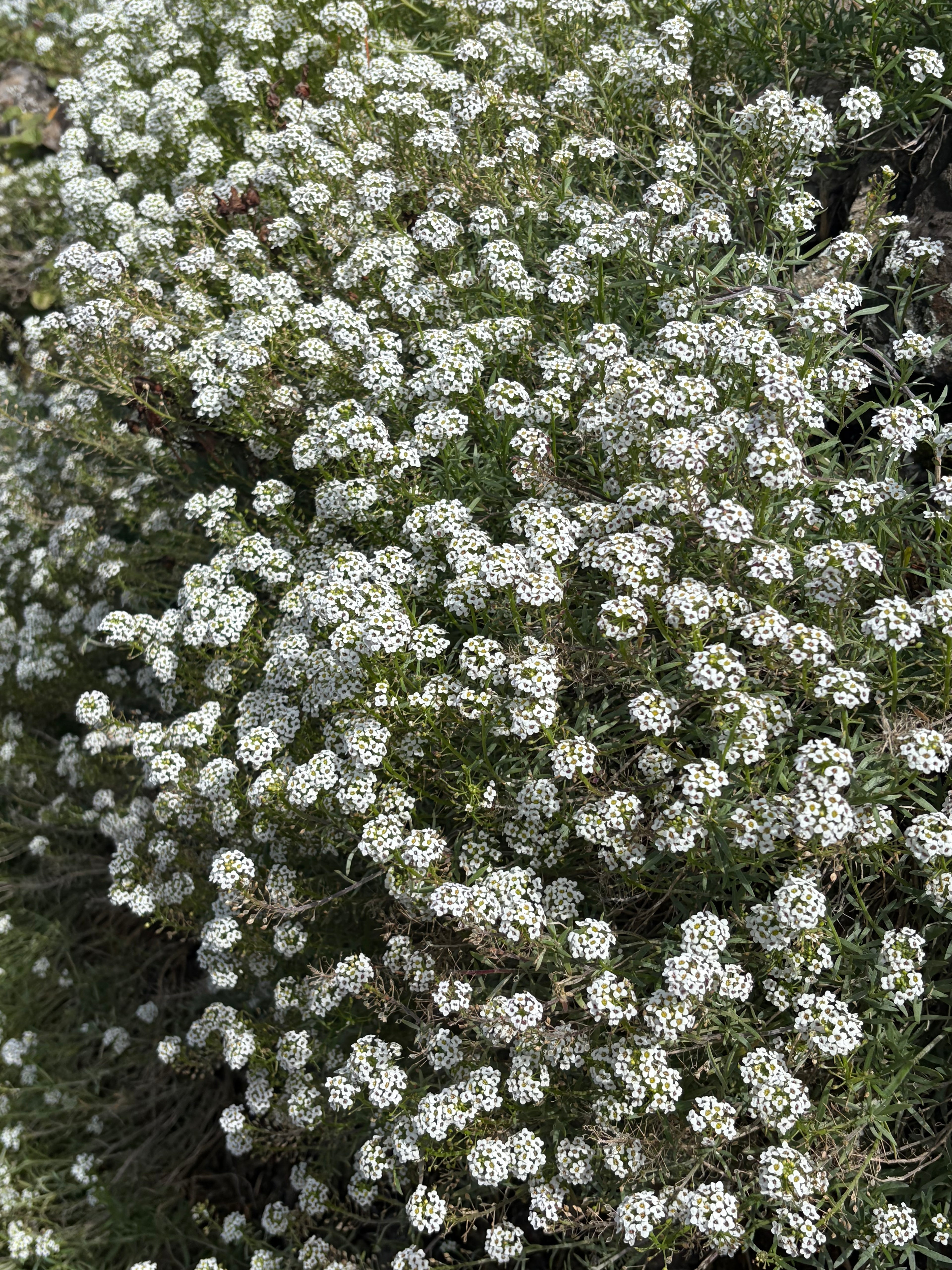 Alyssum Carpet of Snow