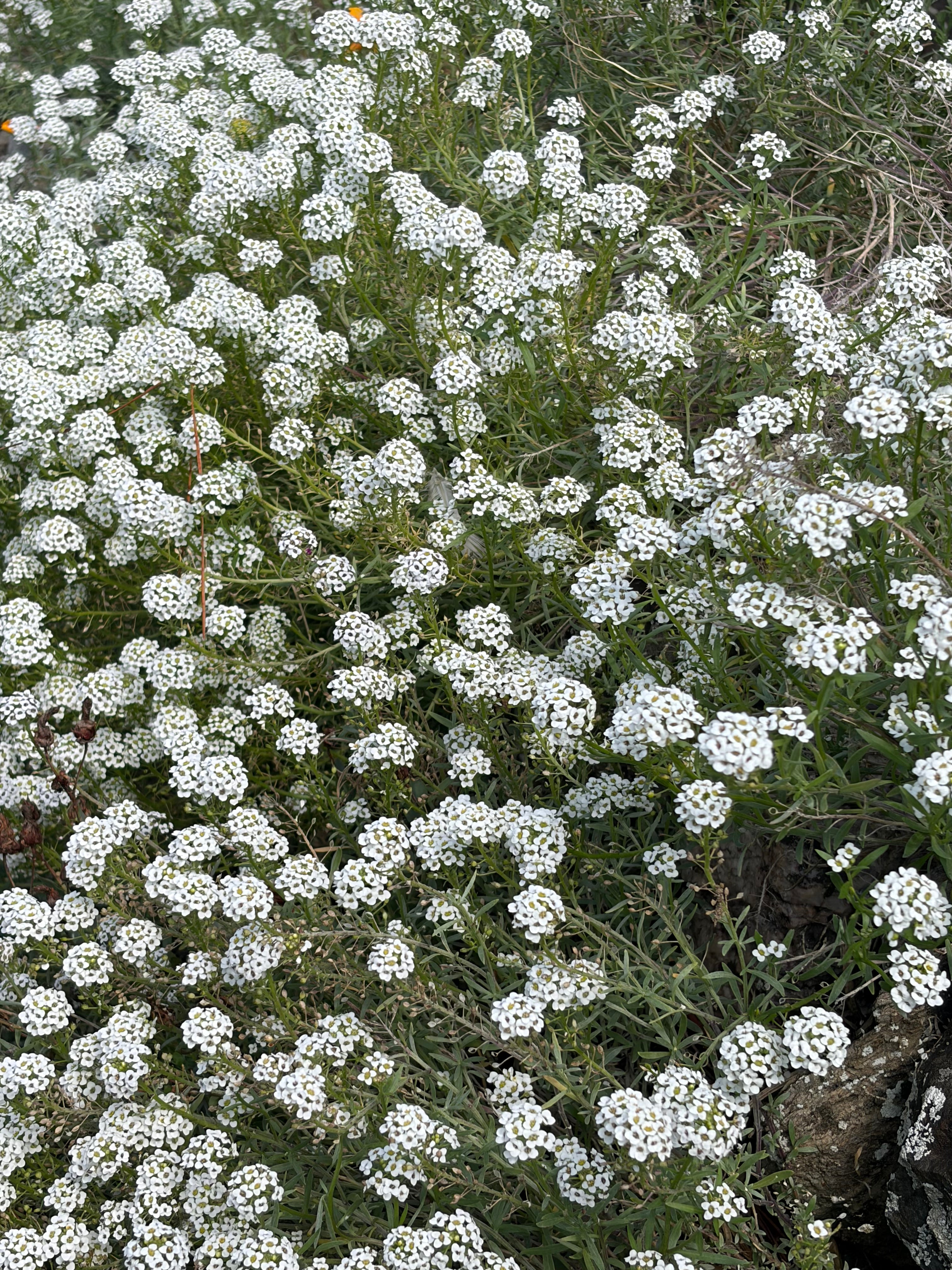 Alyssum Carpet of Snow