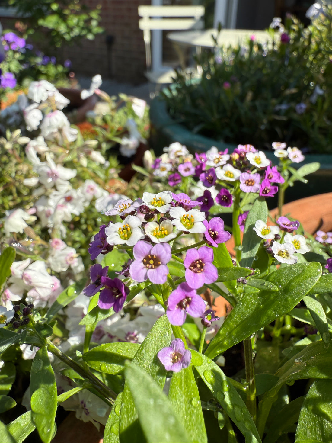 Alyssum Royal Carpet
