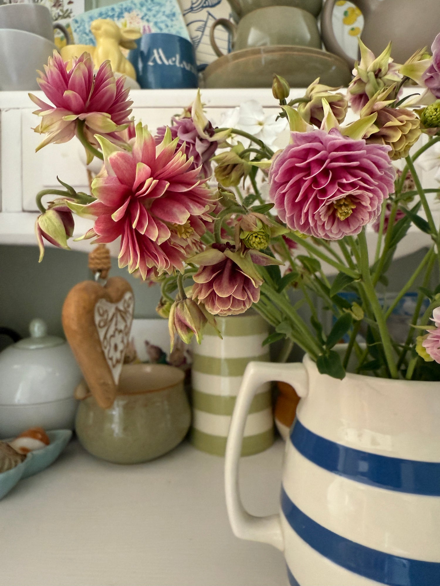 Aquilegia Nora Barlow