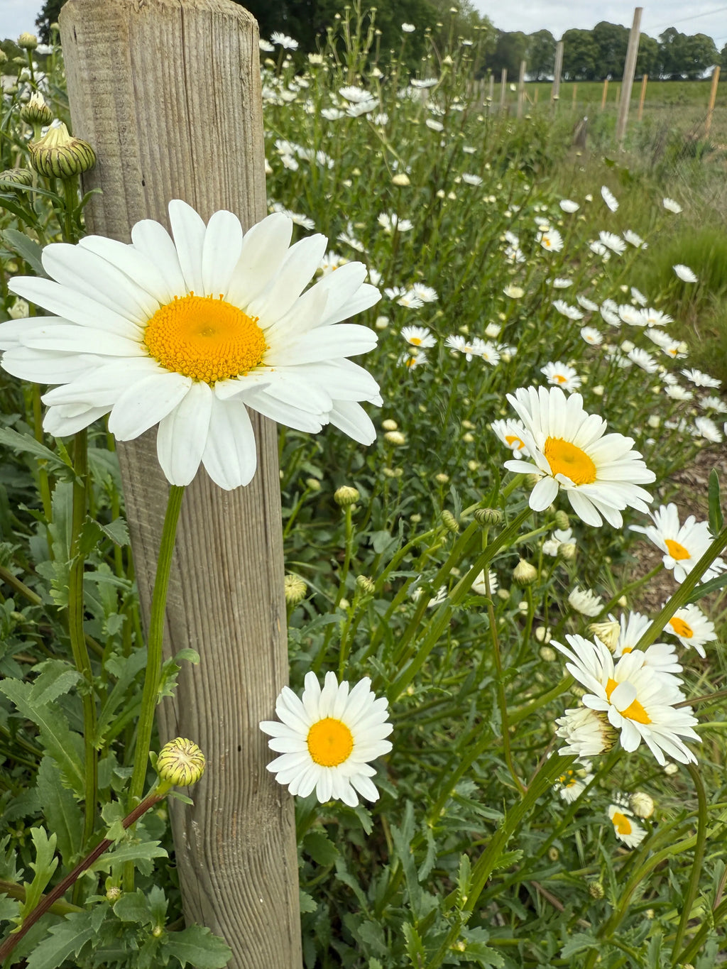 Close-up of Oxeye Daisy flowers from Bishy Barnabees Cottage Garden—white petals and yellow centers blooming by a wooden post in a green field, with more daisies and a fence beyond—ideal for adding wild beauty to your landscape.