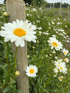Close-up of Oxeye Daisy flowers from Bishy Barnabees Cottage Garden—white petals and yellow centers blooming by a wooden post in a green field, with more daisies and a fence beyond—ideal for adding wild beauty to your landscape.