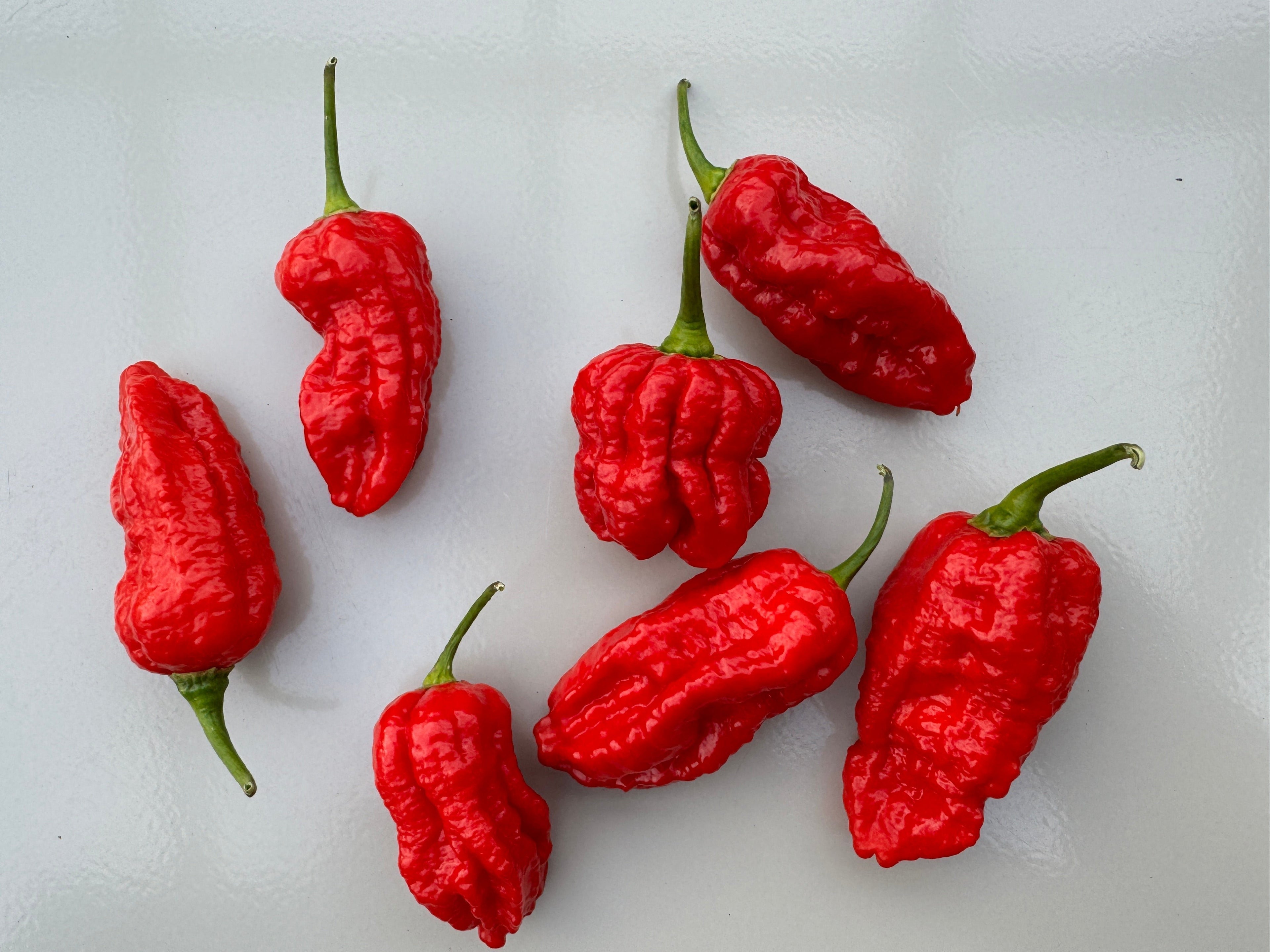 Naga Brain Chilli peppers with vibrant red skin, showcasing unique shape on a light surface.