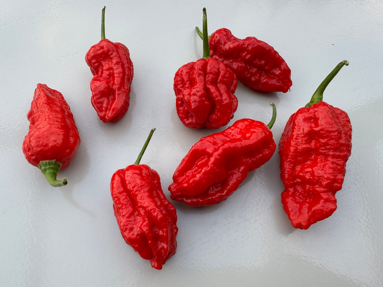 Naga Brain Chilli peppers, seven vibrant red pods, known for extreme heat, arranged on a light background.