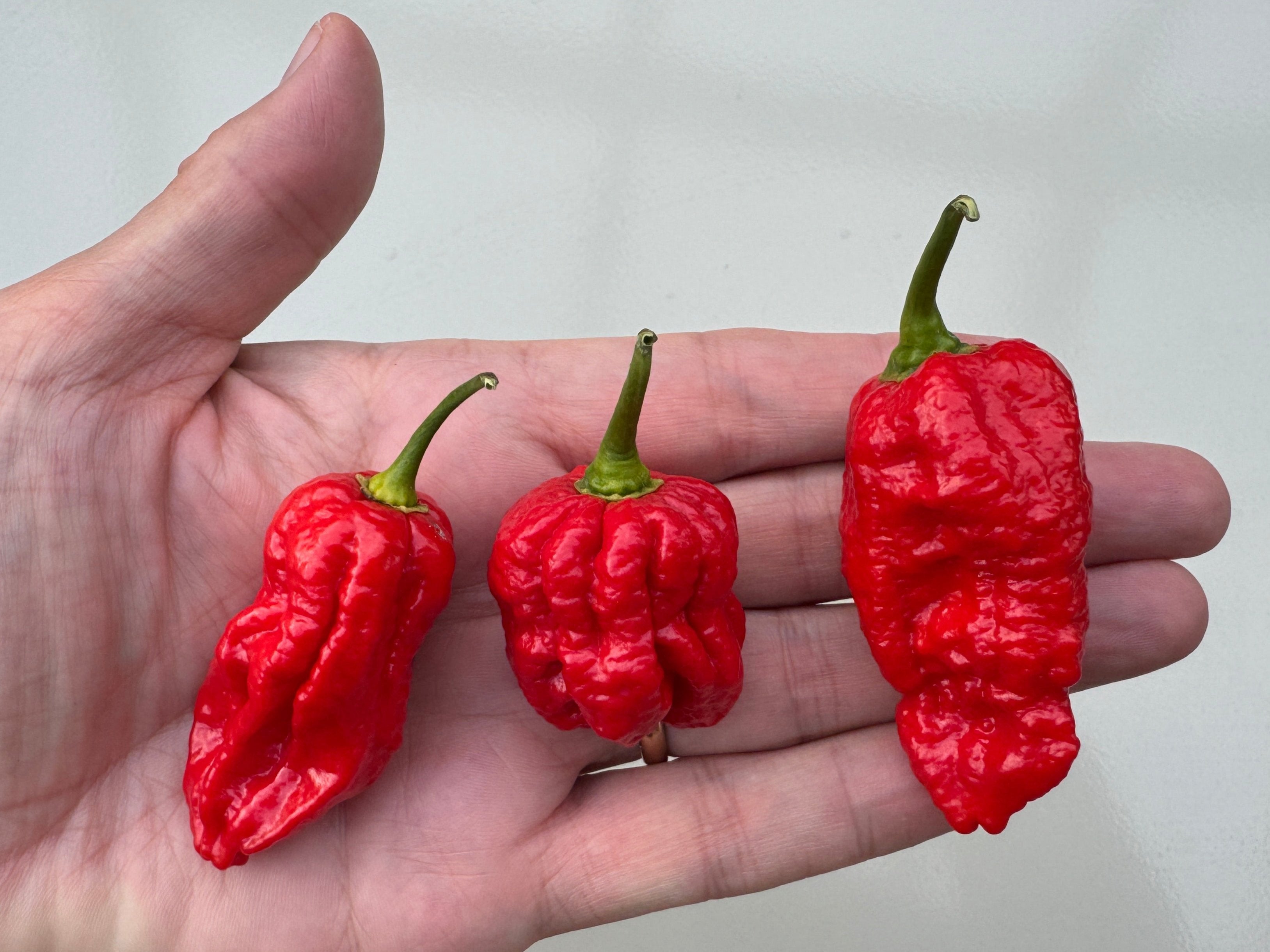 Three bright red Naga Brain Chilli peppers resting on a person&
