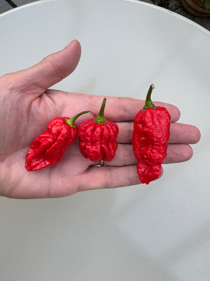 Hand holding three red Naga Brain Chilli peppers with bumpy skin, showcasing their vibrant colour and distinctive shape.