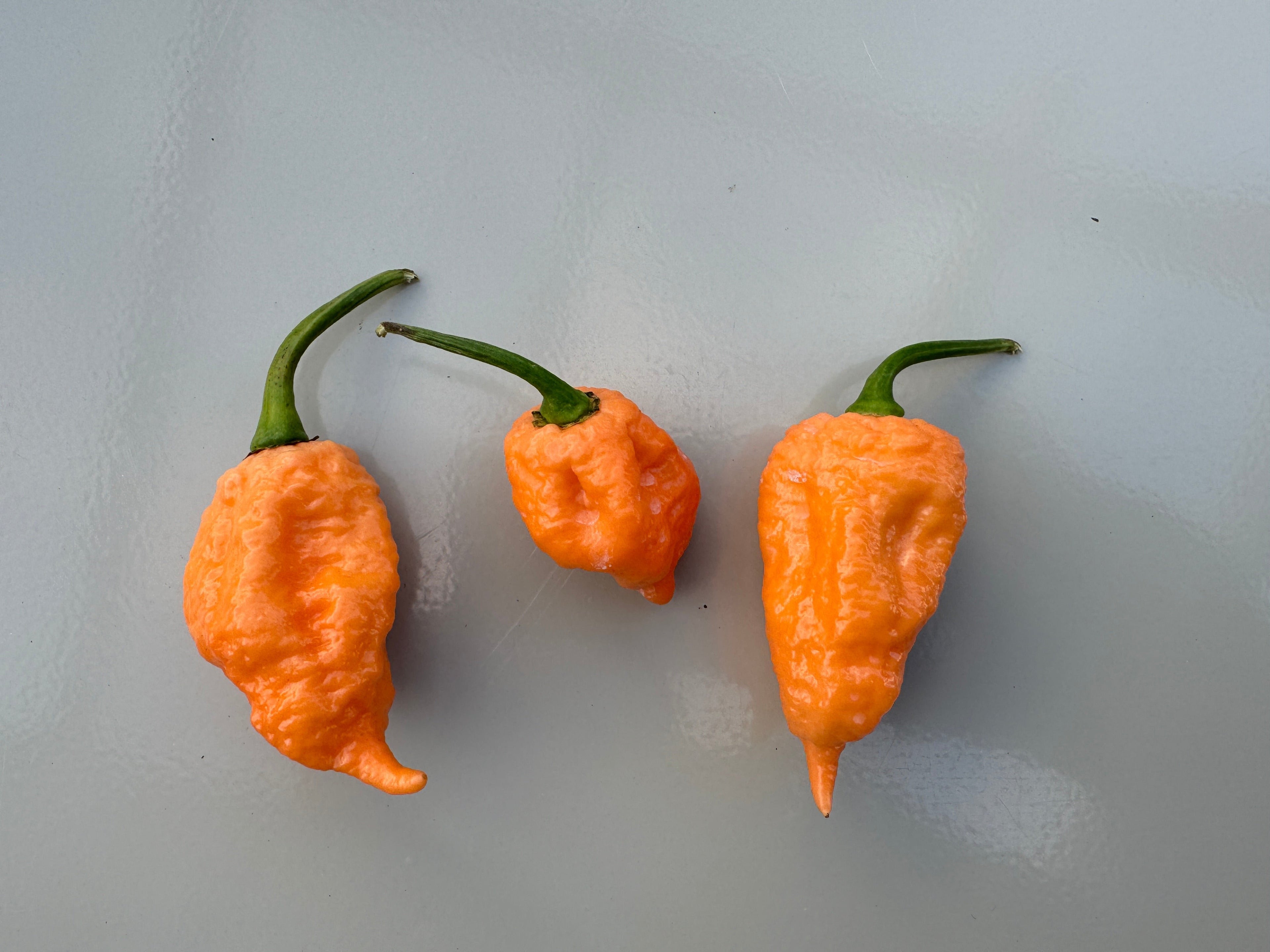 Three vibrant orange Pink Reaper chillies with green stems on a light surface.
