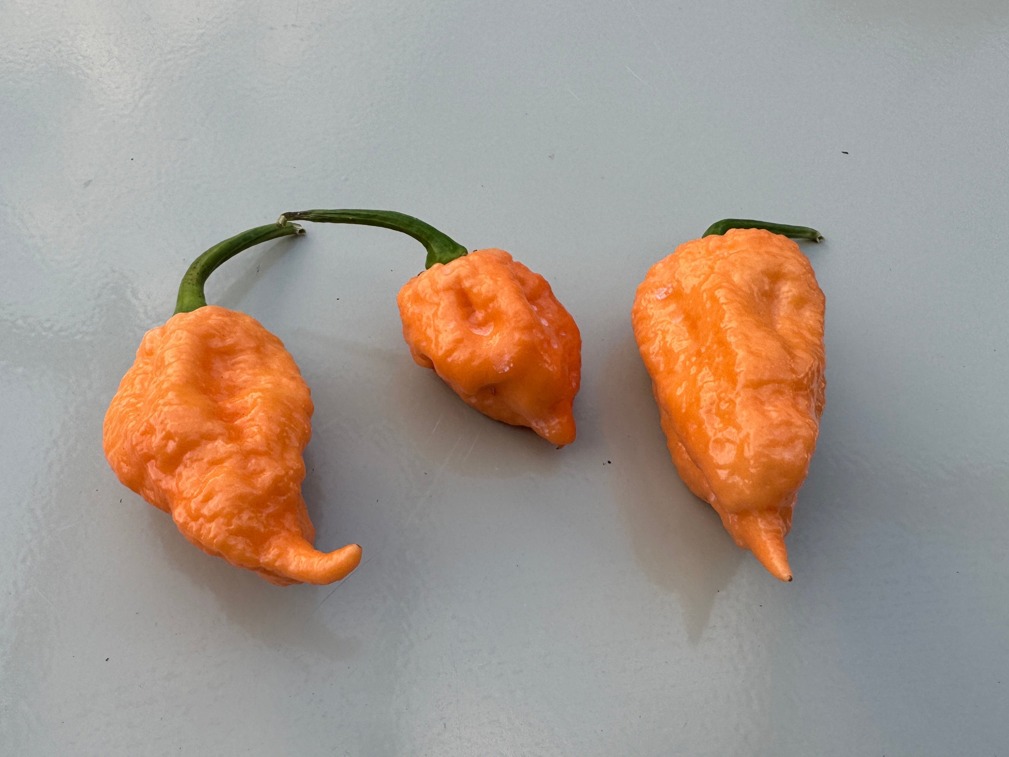 Three ripe Pink Reaper chillies with orange skin on a smooth surface. Ideal for spice enthusiasts and gardening.