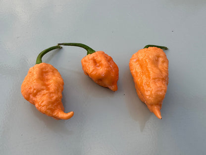 Three ripe Pink Reaper chillies with orange skin on a smooth surface. Ideal for spice enthusiasts and gardening.