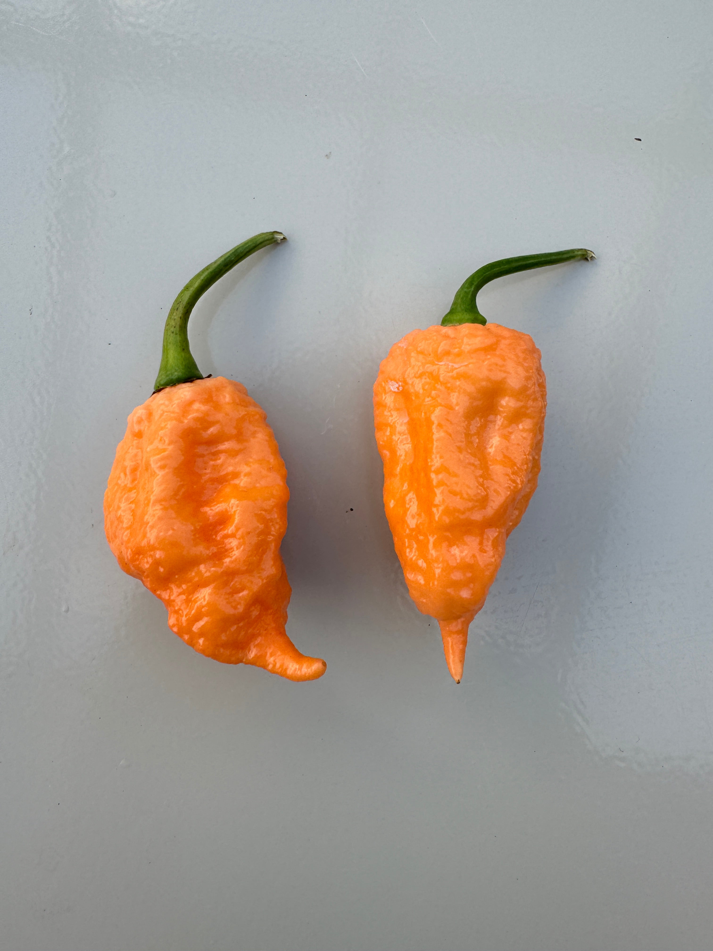 Two vibrant orange Pink Reaper chillies on a smooth surface, showcasing their unique shapes and textures.