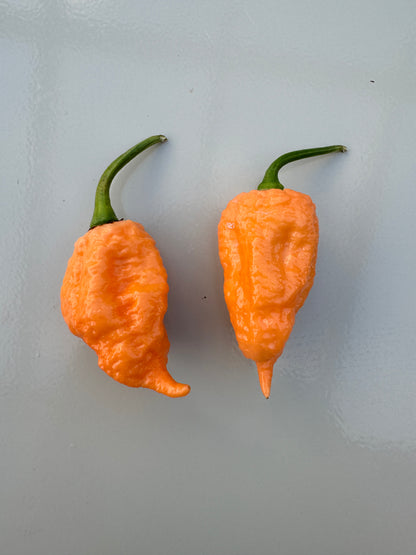 Two vibrant orange Pink Reaper chillies on a smooth surface, showcasing their unique shapes and textures.