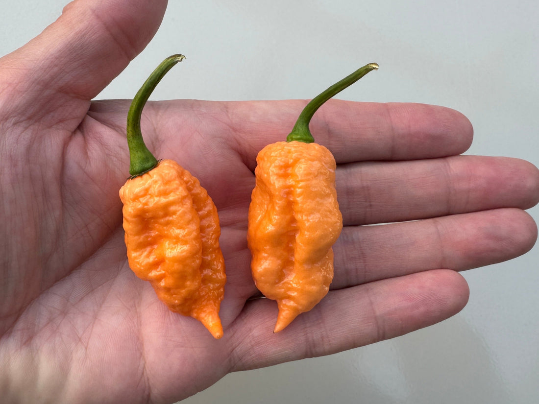 Two bright orange Pink Reaper chillies held in a hand, showcasing their unique wrinkled texture and shape.