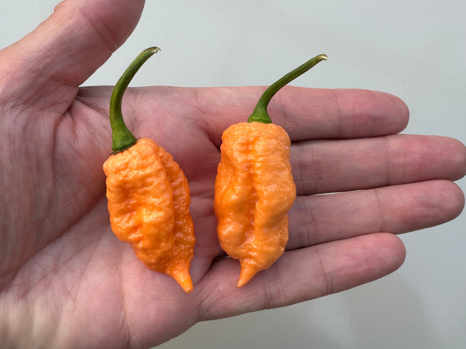 Two bright orange Pink Reaper chillies held in a hand, showcasing their unique wrinkled texture and shape.