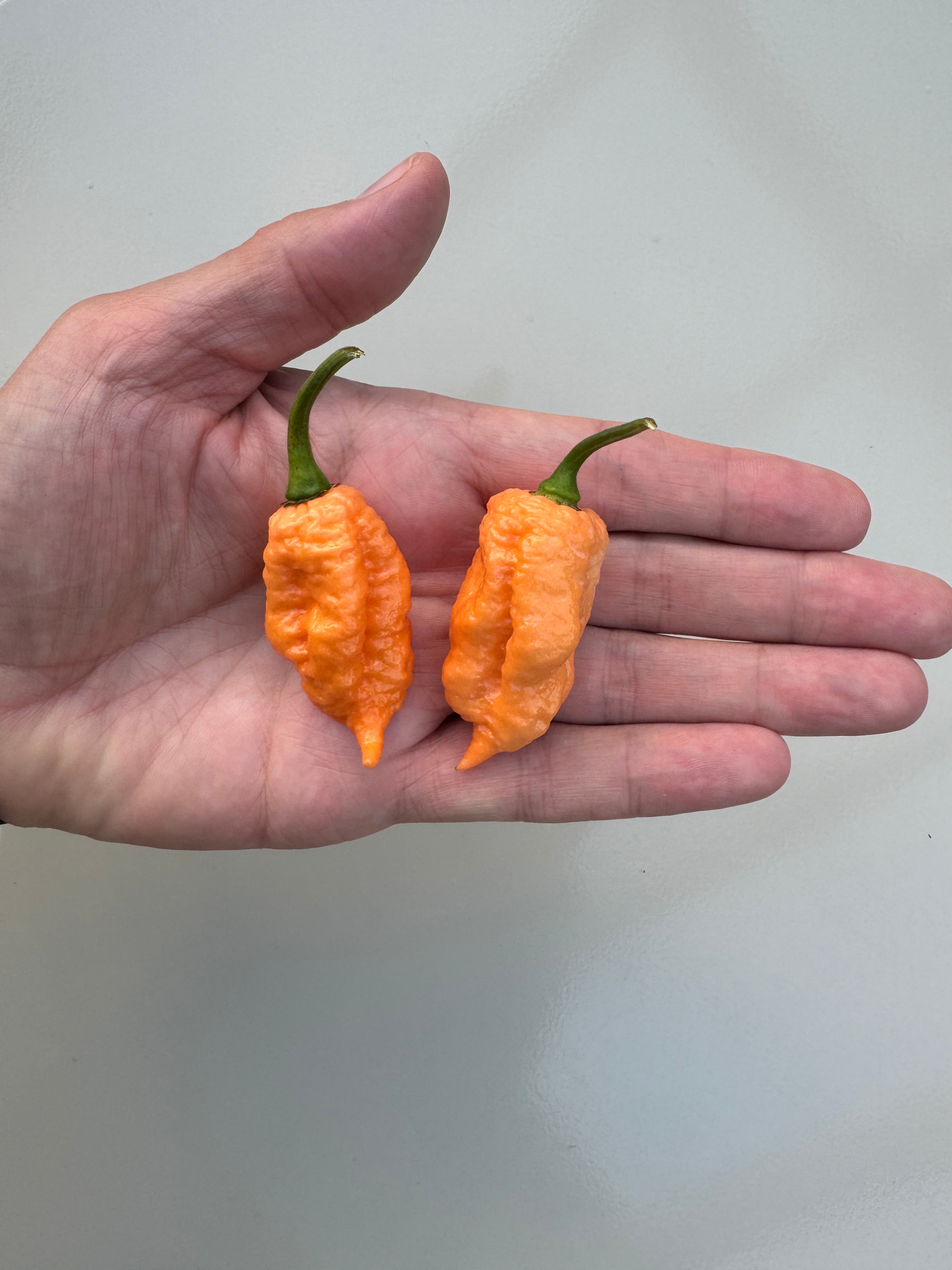 Person holding two vibrant orange Pink Reaper chillies in hand, showcasing their unique texture and shape.
