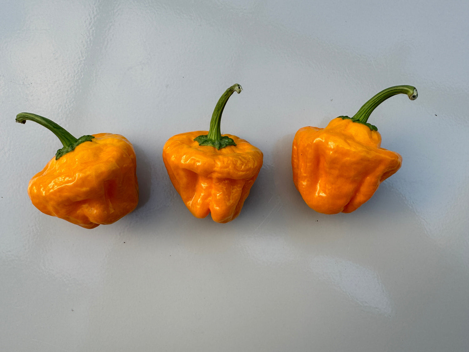 Three bright orange Habanero Big Sun chillies on a light surface, featuring vibrant colour and unique shape.