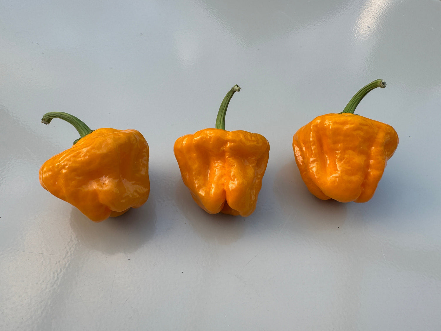 Three ripe Habanero Big Sun Chilli peppers on a light background, showcasing their vibrant orange colour and distinctive shape.