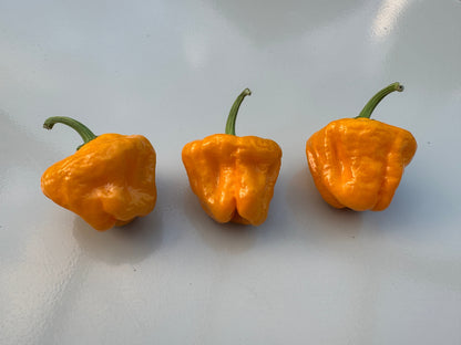 Three ripe Habanero Big Sun Chilli peppers on a light background, showcasing their vibrant orange colour and distinctive shape.