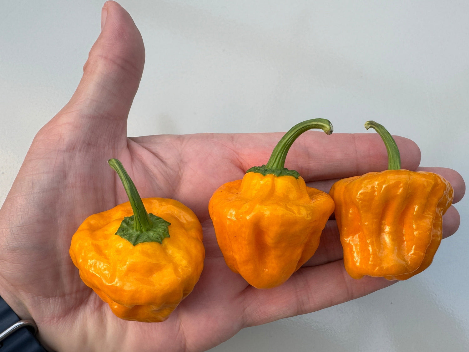 Fresh Habanero Big Sun Chilli peppers in hand, showcasing vibrant orange colour and distinctive pod shape from Yucatán Peninsula.