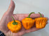 Fresh Habanero Big Sun Chilli peppers in hand, showcasing vibrant orange colour and distinctive pod shape from Yucatán Peninsula.