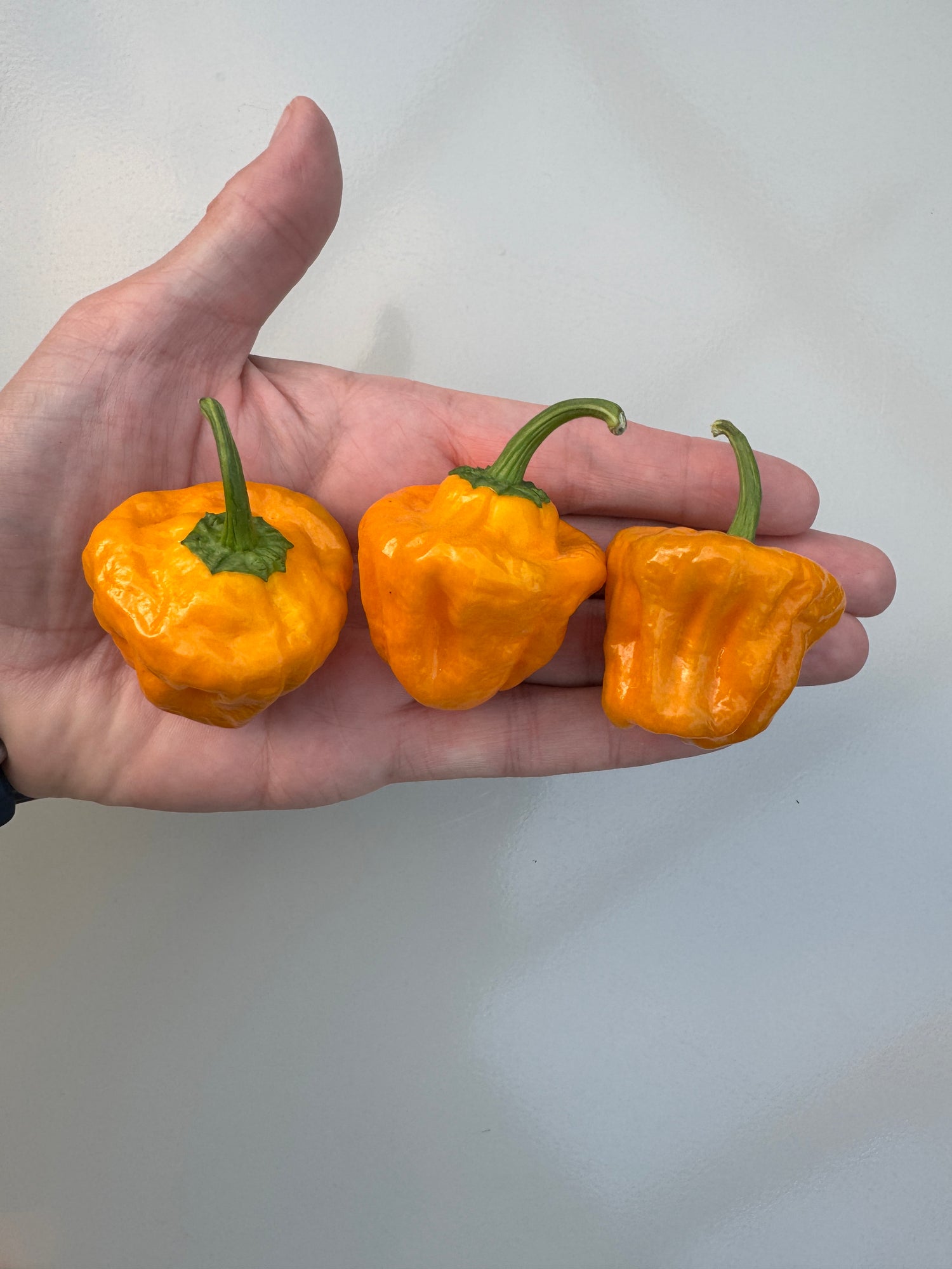 Hand holding three ripe Habanero Big Sun Chillies with bright orange colour and green stems.