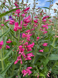 Clusters of bright pink Penstemon Cambridge Mix from Bishy Barnabees Cottage Garden, with lush green leaves and stems, grow closely together outdoors—ideal for adding vibrant color to your late summer garden.