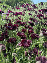 A close-up of blooming Cornflower Black Ball from Bishy Barnabees Cottage Garden Ltd shows dark purple flowers and green stems in a cottage garden, set against blurred greenery and a blue sky on a sunny day.