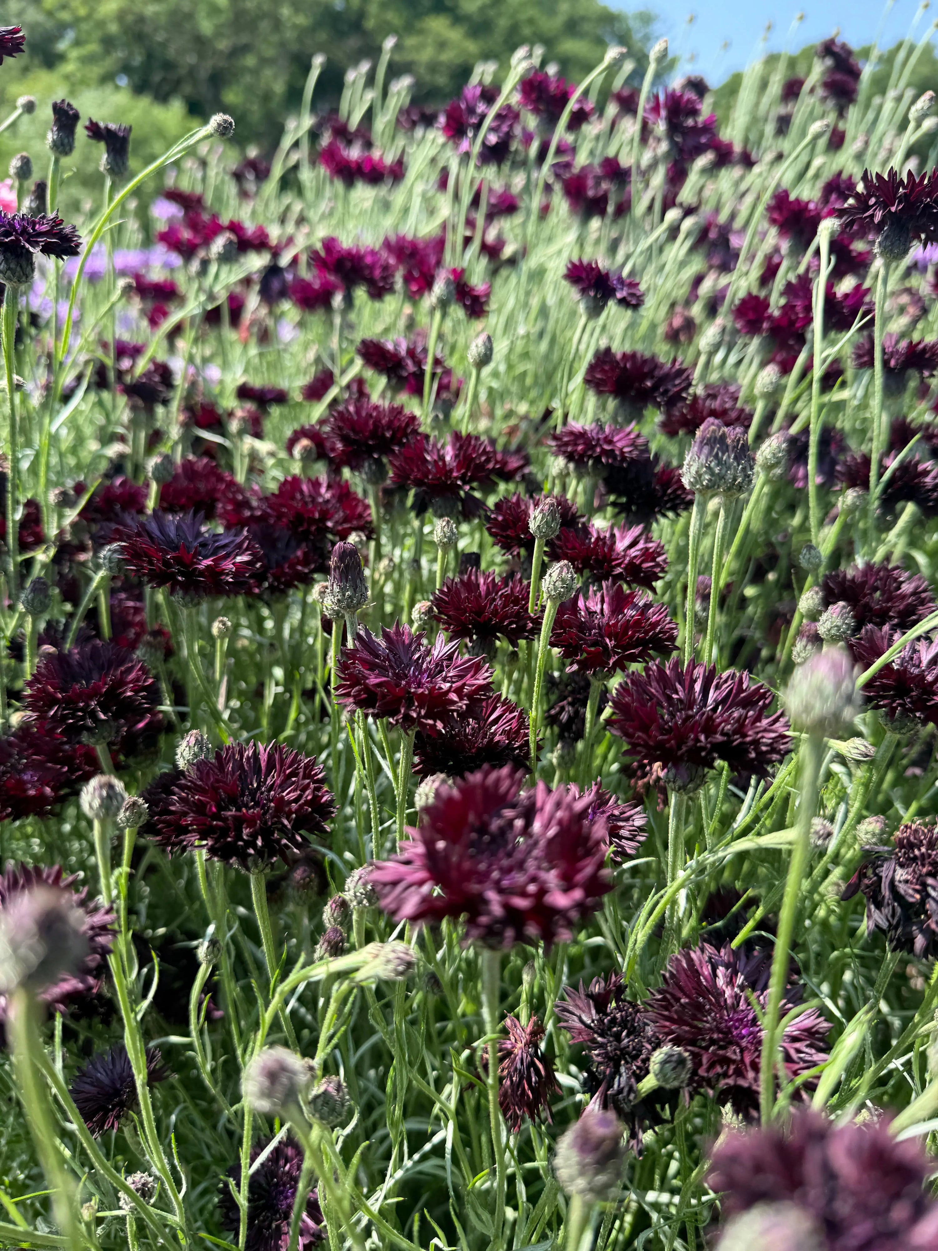 A close-up of blooming Cornflower Black Ball from Bishy Barnabees Cottage Garden Ltd shows dark purple flowers and green stems in a cottage garden, set against blurred greenery and a blue sky on a sunny day.