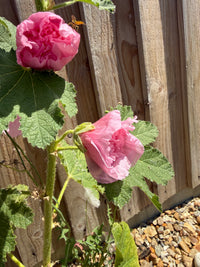 Hollyhock Summer Carnival