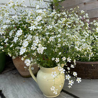 A pale yellow pitcher filled with Bishy Barnabees Cottage Garden’s Gypsophila Covent Garden sits on a stone patio, surrounded by potted plants and wooden planters in a charming garden setting.