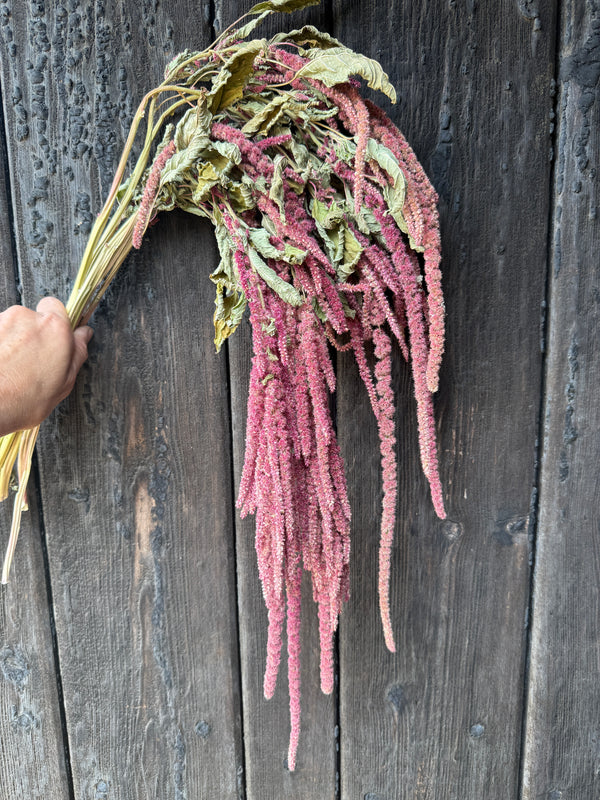 Amaranthus Dried *Seconds* | Red Cascading Norfolk Grown