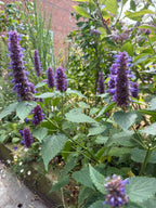 Agastache Liquorice Blue