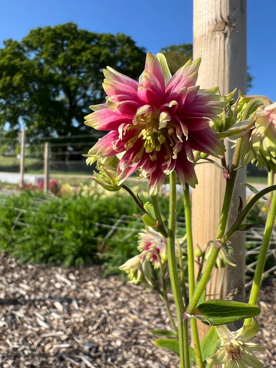 Aquilegia Nora Barlow