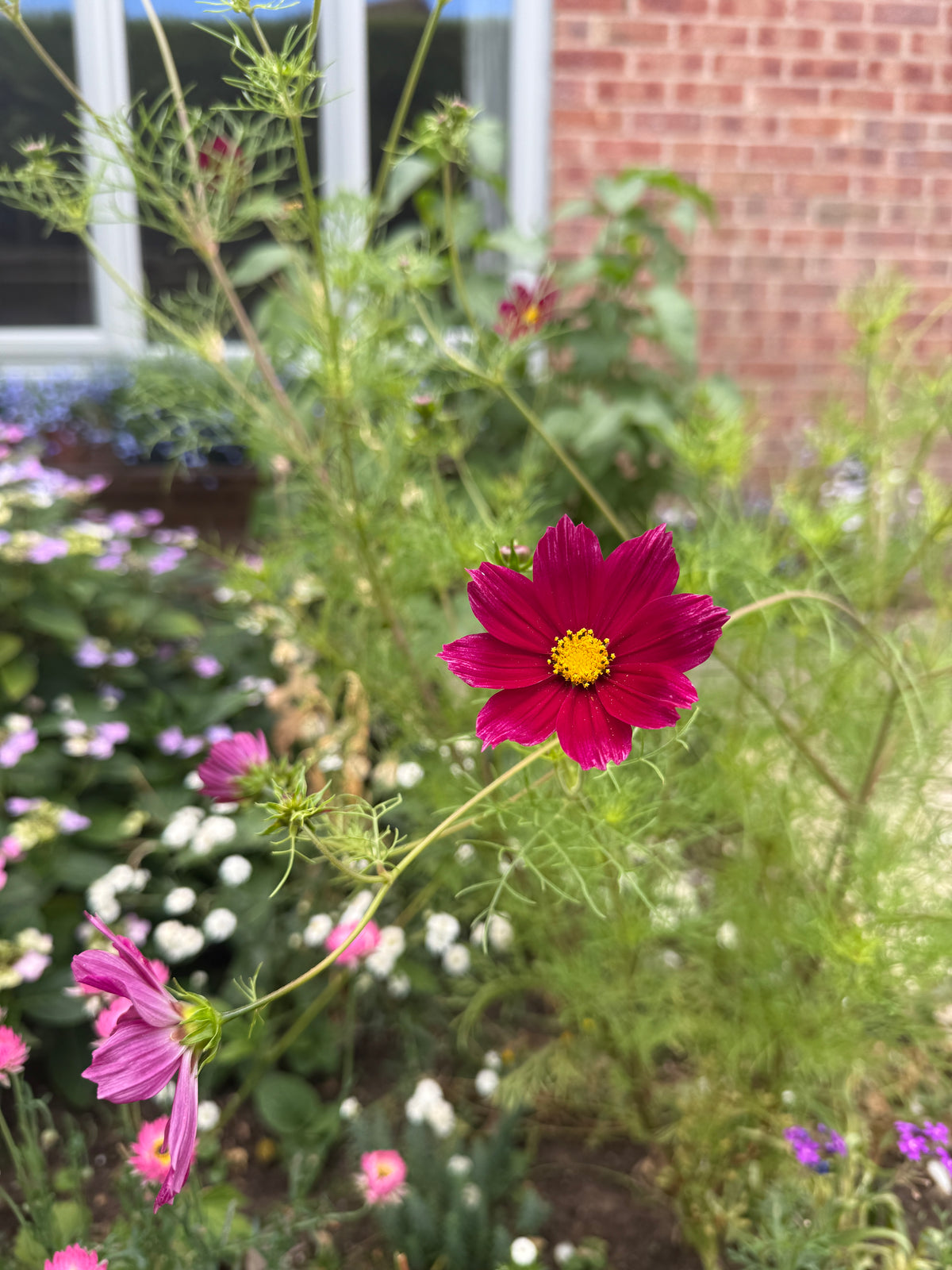 Cosmos Sensation Dazzler