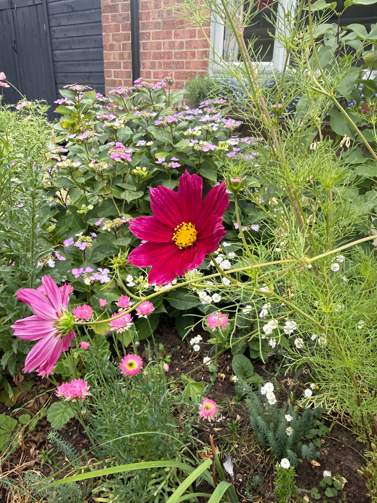 Cosmos Sensation Dazzler