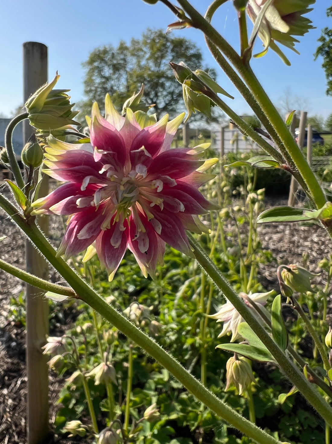Close-up of Aquilegia Nora Barlow flower with pink and green double blooms in a garden setting.