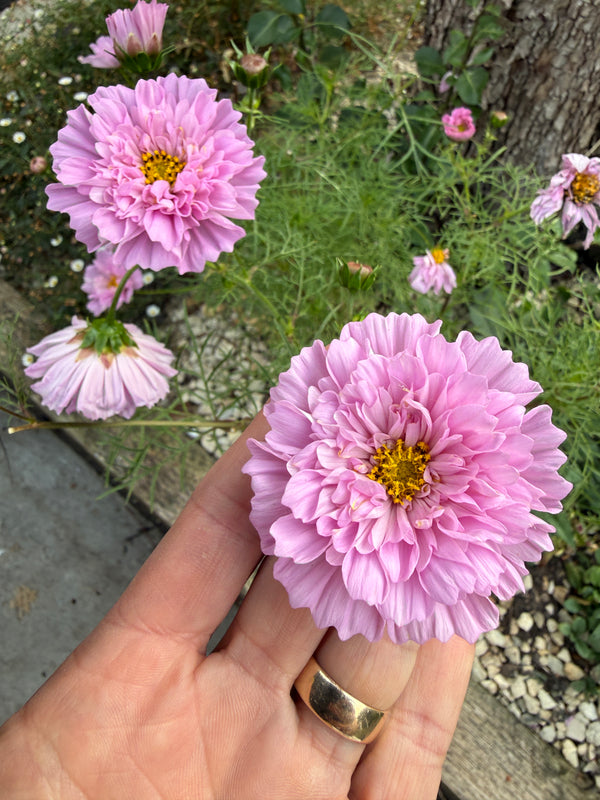 Cosmos Double Click Rose Bon Bon