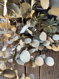 Eucalyptus Dried