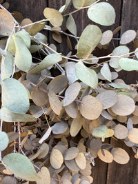 Eucalyptus Dried