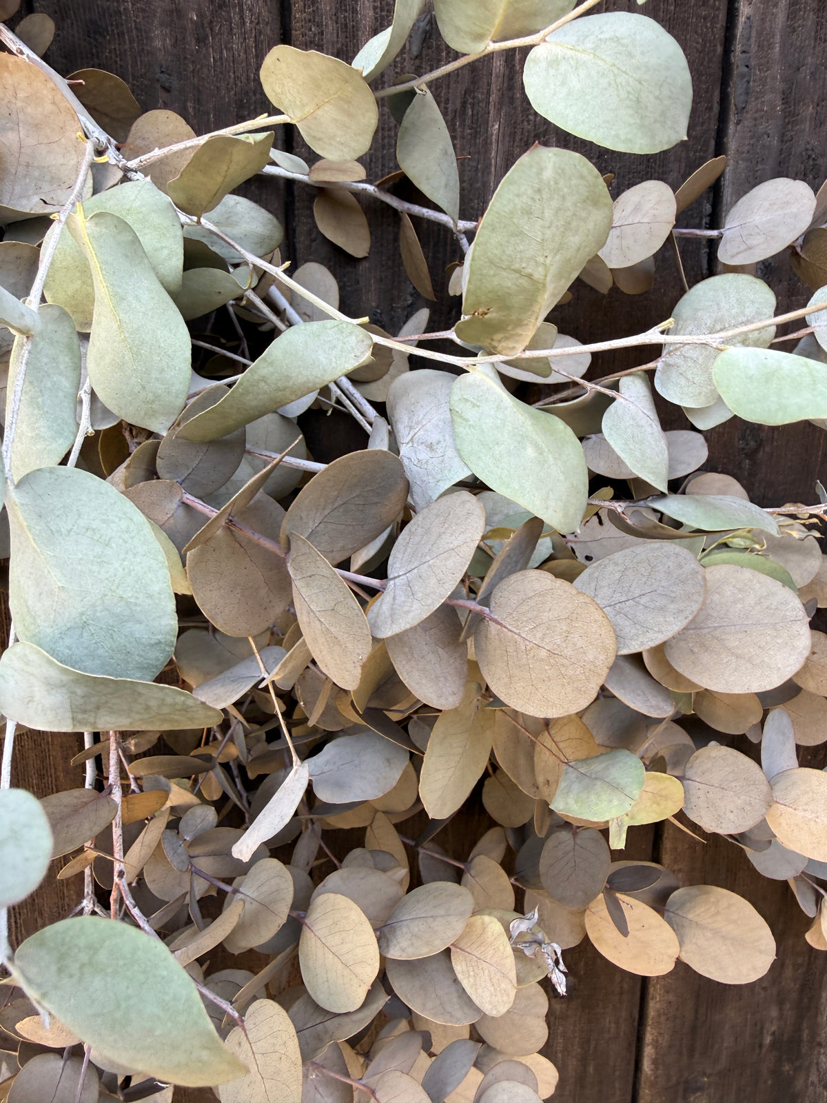 Eucalyptus Dried