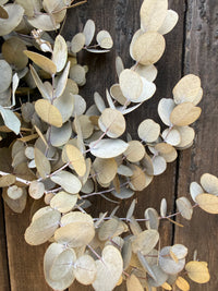 Eucalyptus Dried