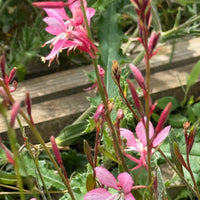 Pink wildflowers with long stems and narrow leaves grow among green foliage, with a rustic wooden plank in the background. This natural garden scene features Bishy Barnabees Cottage Garden Gaura 'Pink Bouquet' seeds, a drought-tolerant plant.