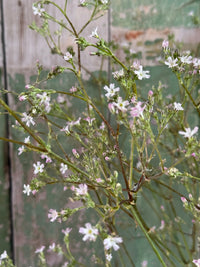Delicate sprigs of small, light pink Gypsophila Pink blooms by Bishy Barnabees Cottage Garden Ltd with green stems rest against a weathered green and beige wooden background, showcasing their gentle beauty.