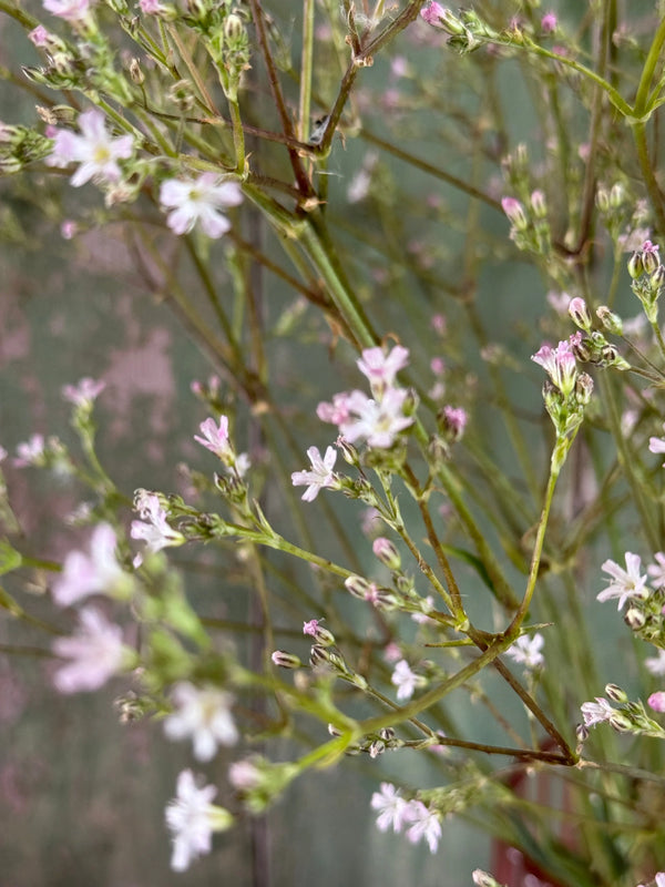 Close-up of Gypsophila Pink by Bishy Barnabees Cottage Garden Ltd: delicate, thin green stems with small, light pink and white flowers create a soft, airy texture against a muted green background.