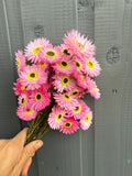 A hand holds a bouquet of bright pink Acroclinium Strawflowers Dried by Bishy Barnabees Cottage Garden Ltd, featuring yellow centers, in front of a dark gray wooden fence.