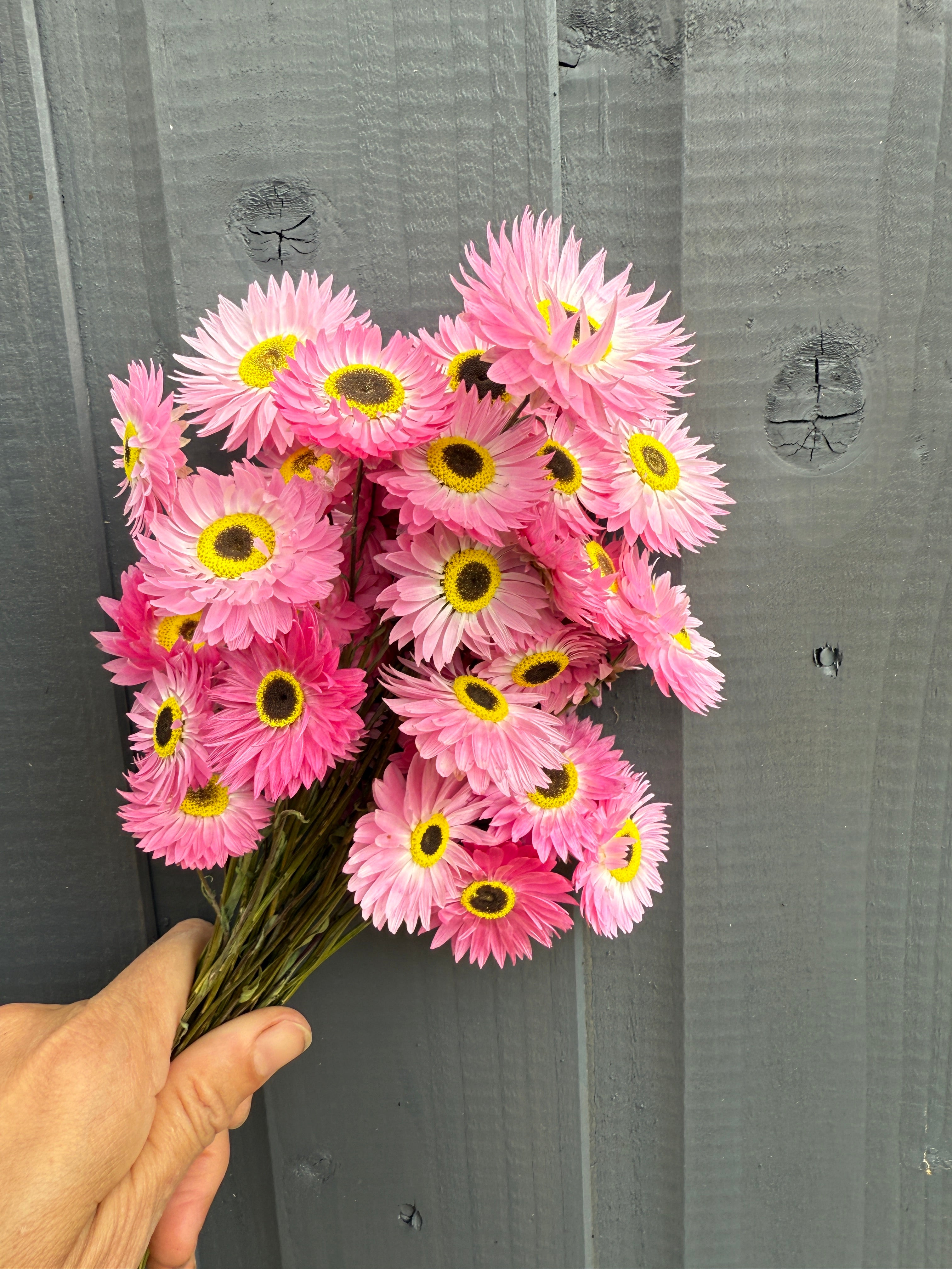 Acroclinium Strawflowers Dried
