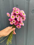 A hand holds a bouquet of vivid pink Acroclinium Strawflowers Dried by Bishy Barnabees Cottage Garden Ltd, with yellow centers, set against a gray wooden wall—ideal for floral arrangements or resin art projects.