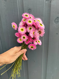 A hand holds a bouquet of vivid pink Acroclinium Strawflowers Dried by Bishy Barnabees Cottage Garden Ltd, with yellow centers, set against a gray wooden wall—ideal for floral arrangements or resin art projects.
