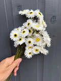 A hand holds a bunch of Acroclinium Strawflowers Dried by Bishy Barnabees Cottage Garden Ltd, featuring white petals and yellow centers, in front of a gray wooden wall.