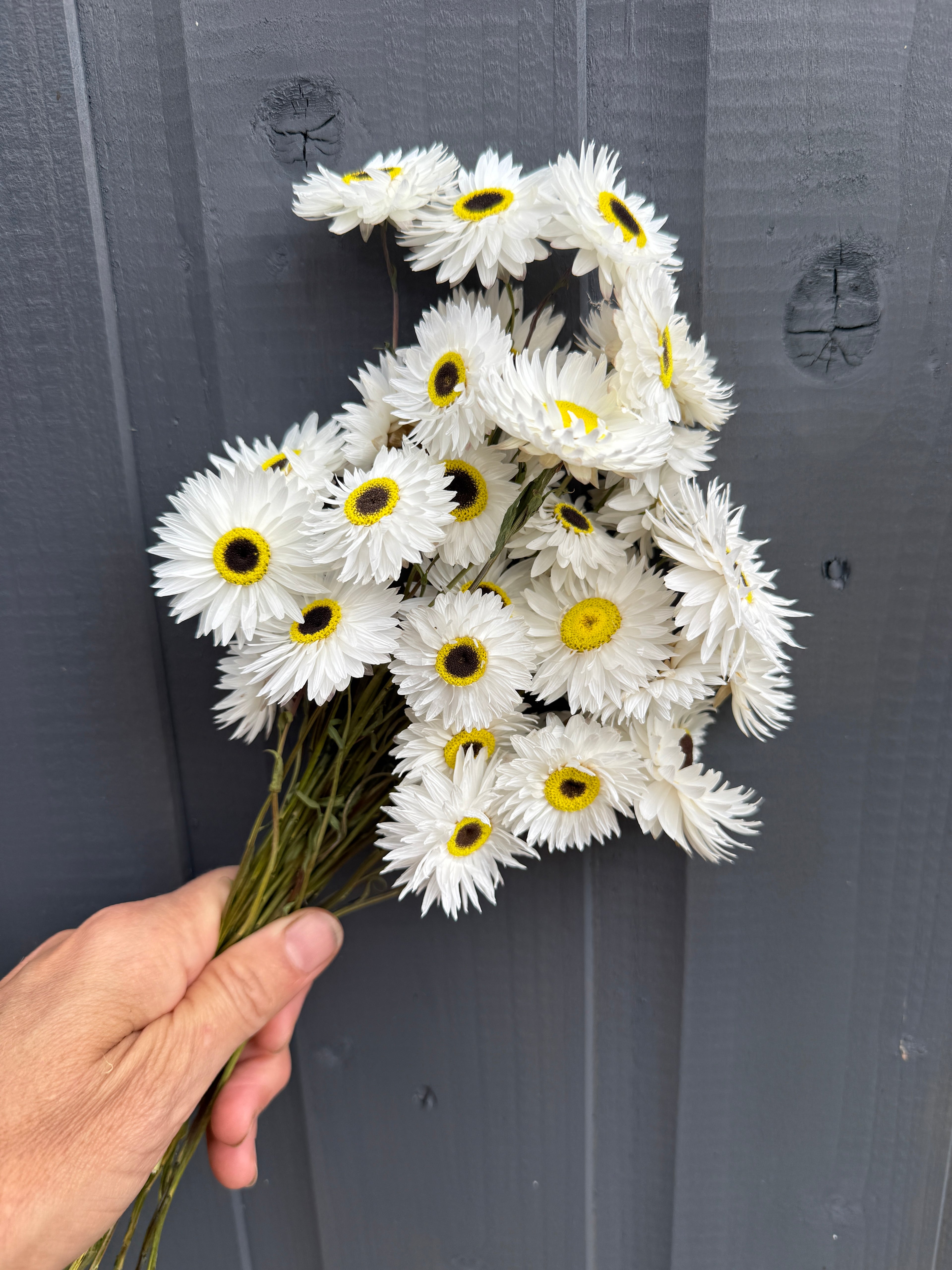Acroclinium Strawflowers Dried