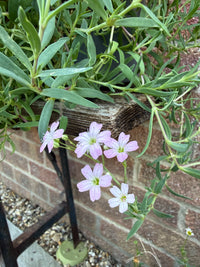 Gypsophila Rosea